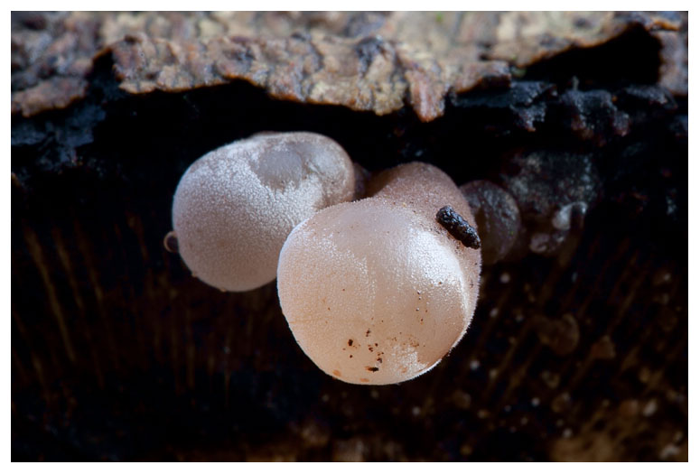 Tremella