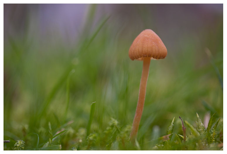 Galerina laevis
