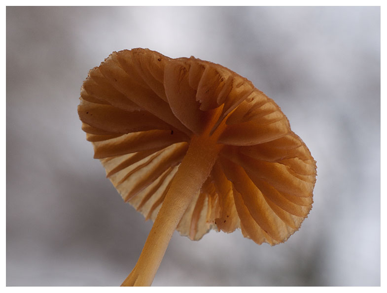 Galerina laevis