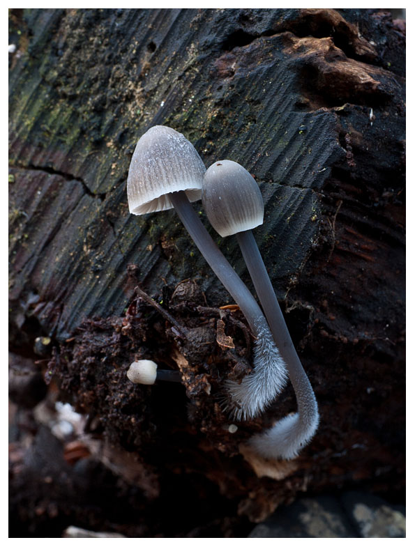 Mycena sp.