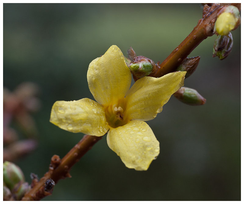 Forsythia