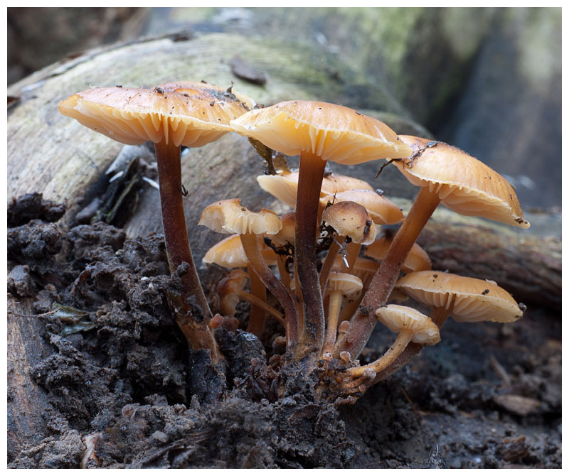 Hypholoma
