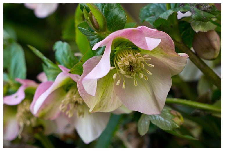 Helleborus