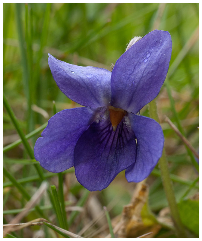 Viola odorata 