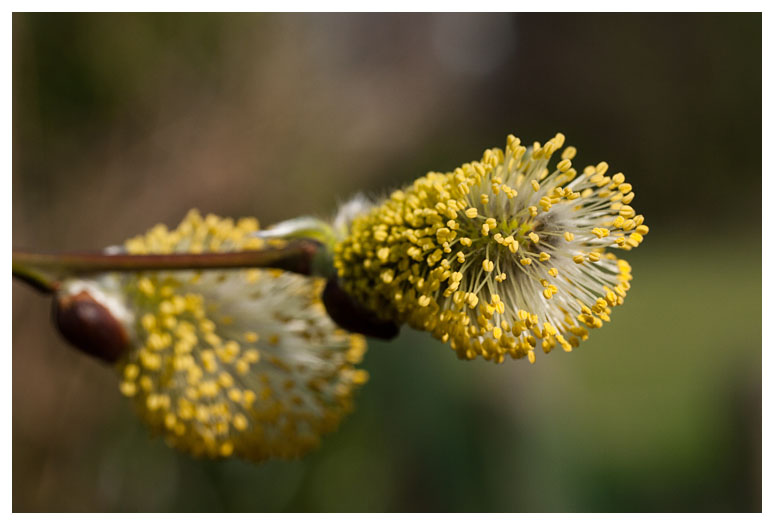 Catkin