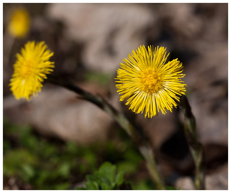 Tussilago farfara 