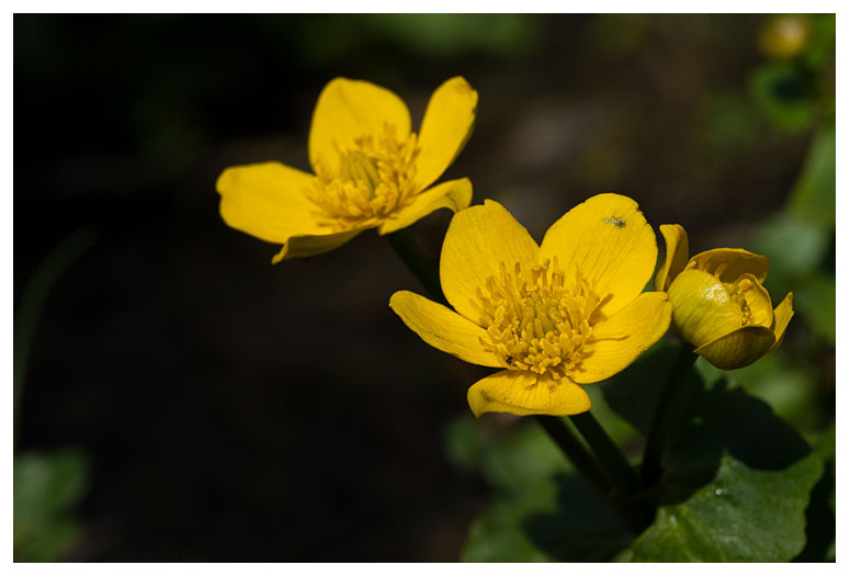 Caltha palustris 