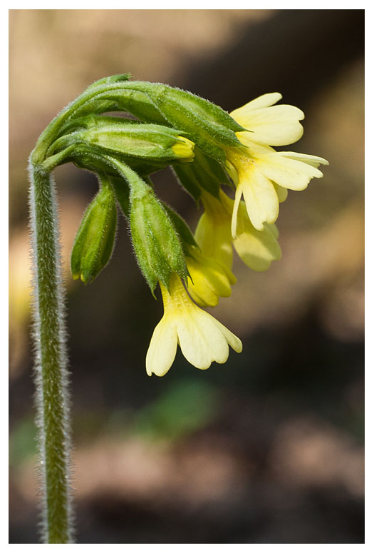 Primula elatior 