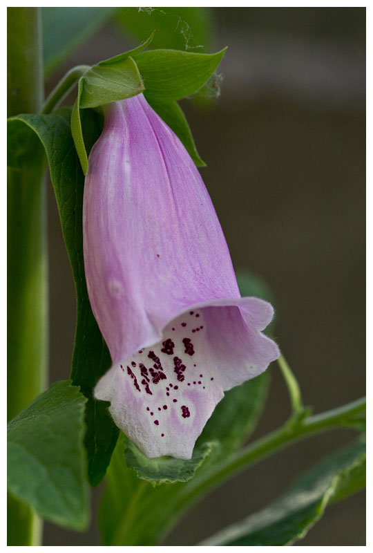 Digitalis purpurea