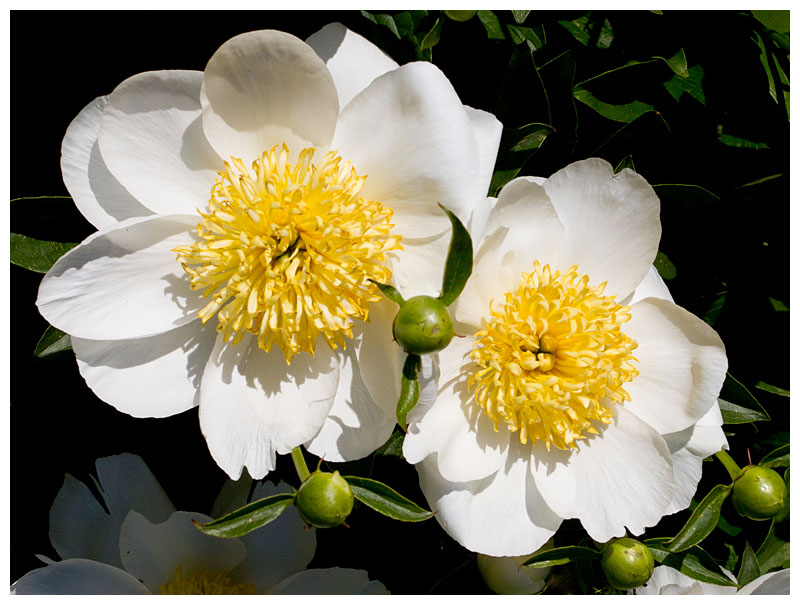 Paeonia 