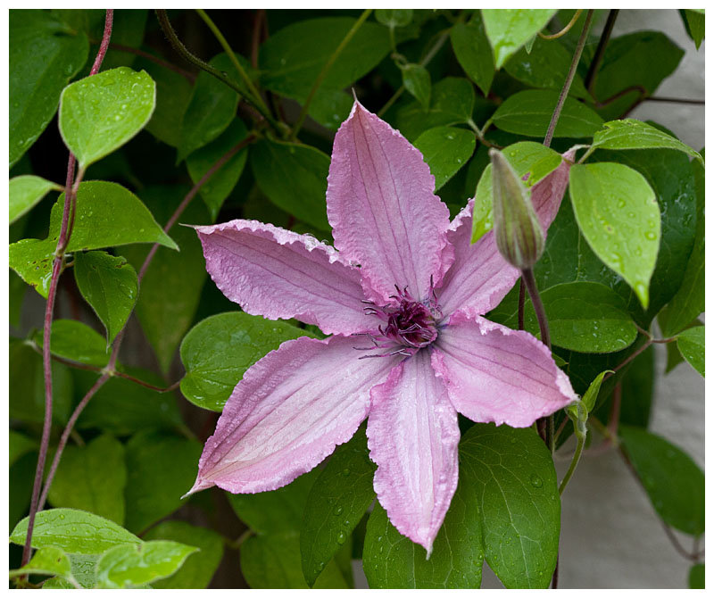 Clematis