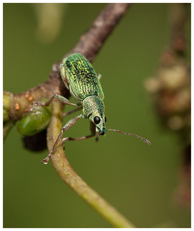Polydrusus sericeus