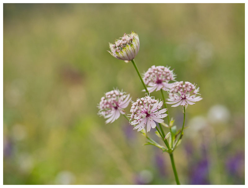Astrantia major 
