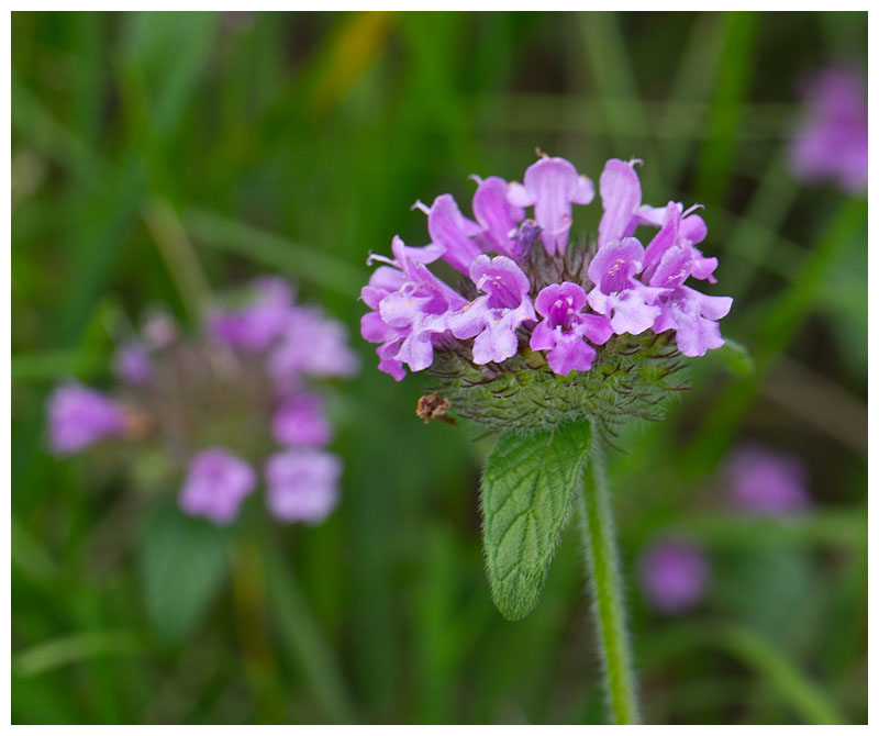 Galeopsis tetrahit  