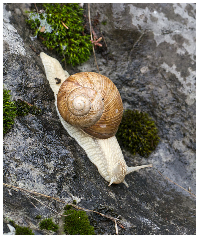 Helix pomatia