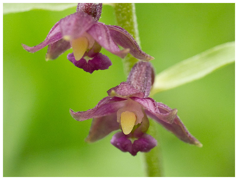 Epipactis atrorubens