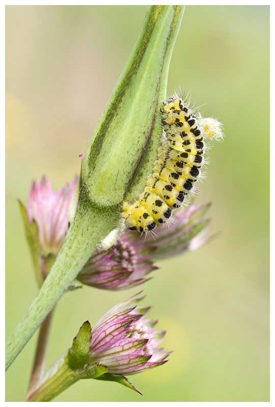 Zygaena filipendulae