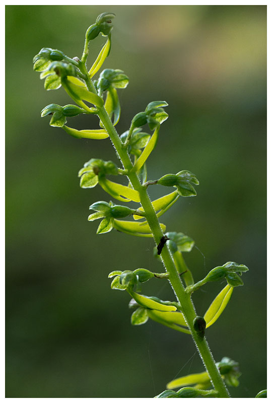 Listera ovata 
