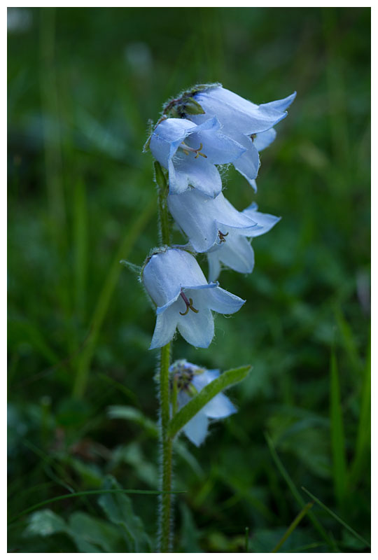 Campanula barbata 