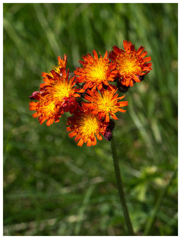 Hieracium aurantiacum 