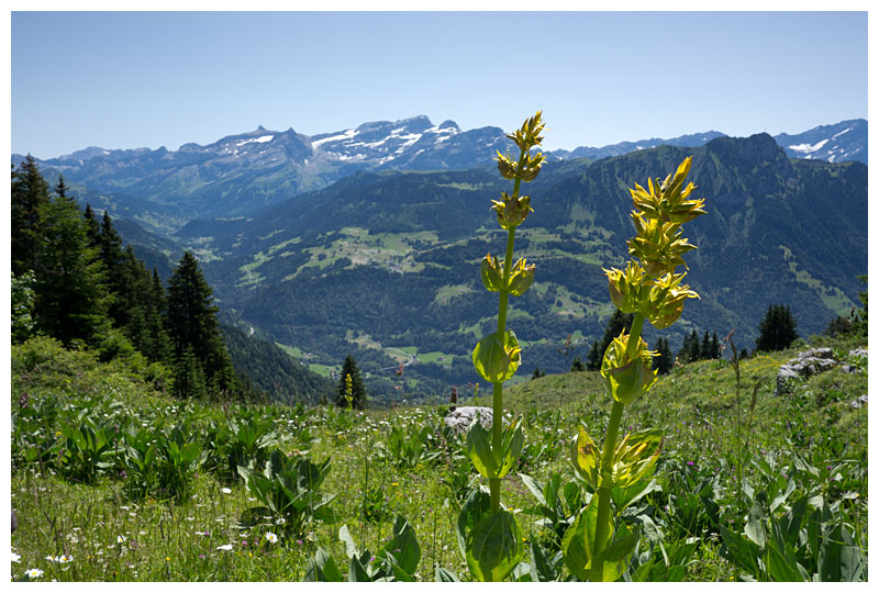 Gentiana lutea