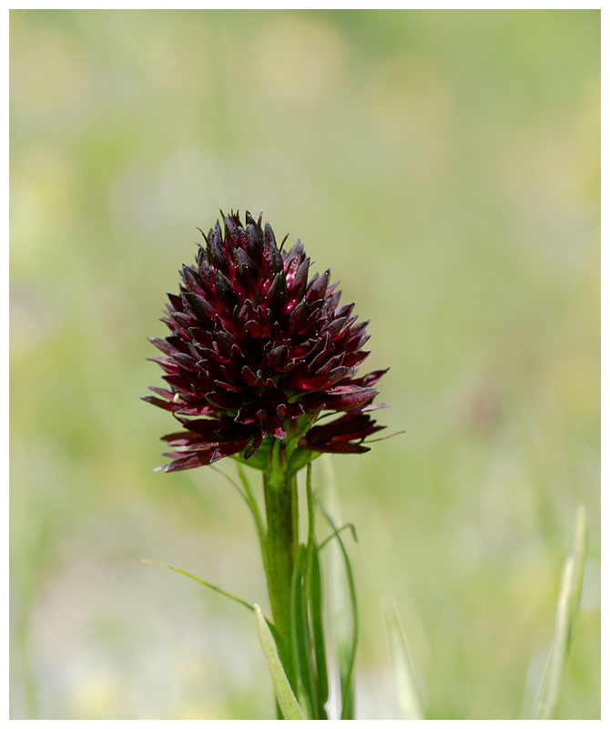 Nigritella rhellicani 