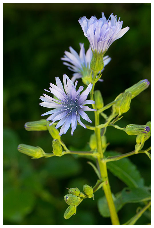 Cicerbita alpina