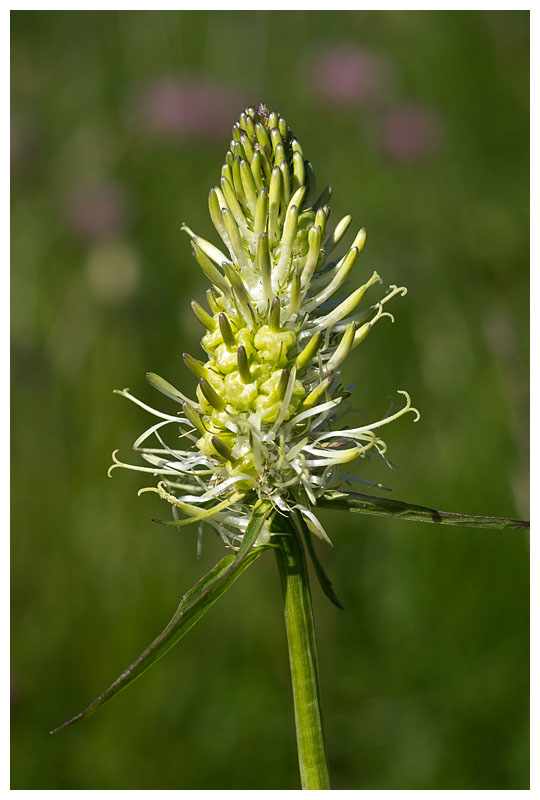 Phyteuma spicatum