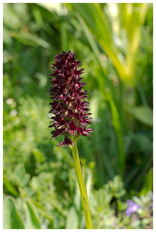 Nigritella rhellicani 