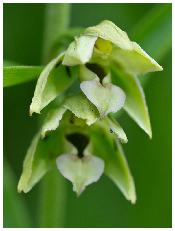 Epipactis muelleri 