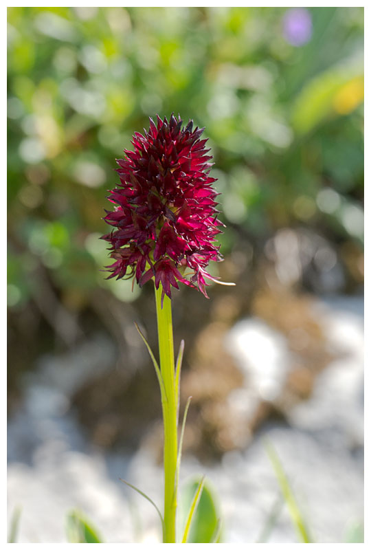 Nigritella rhellicani 