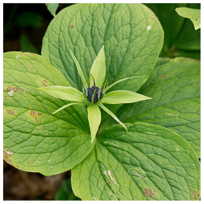 Paris quadrifolia
