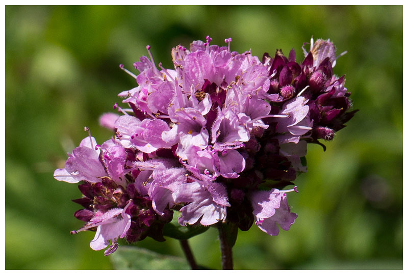 Origanum vulgare 