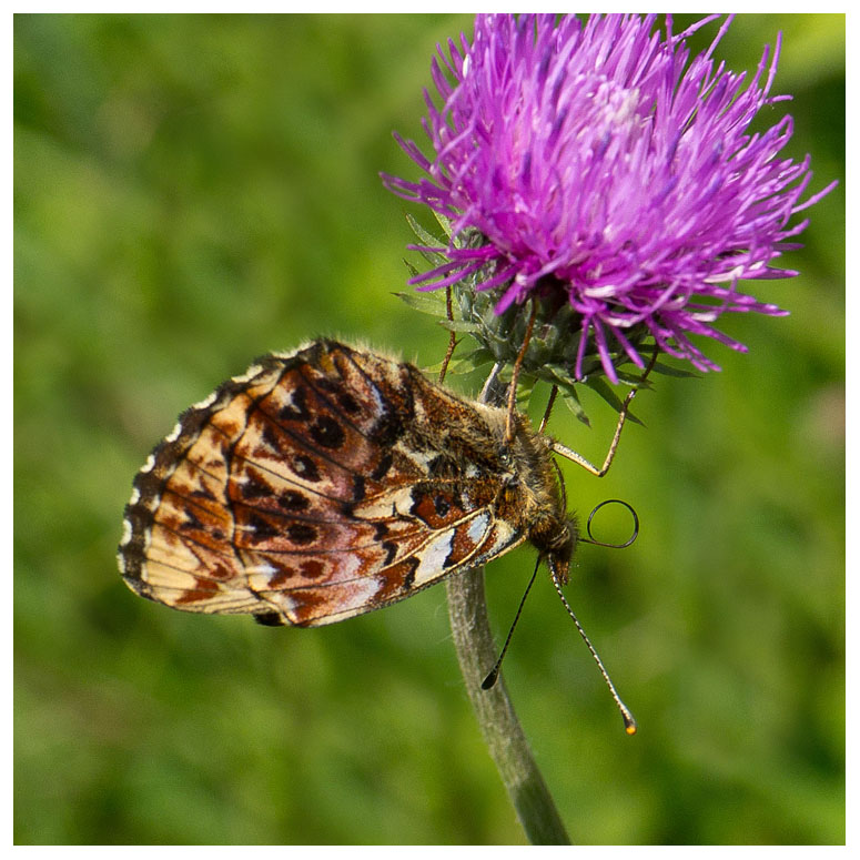 Boloria titania 