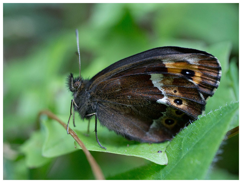 Erebia ligea 