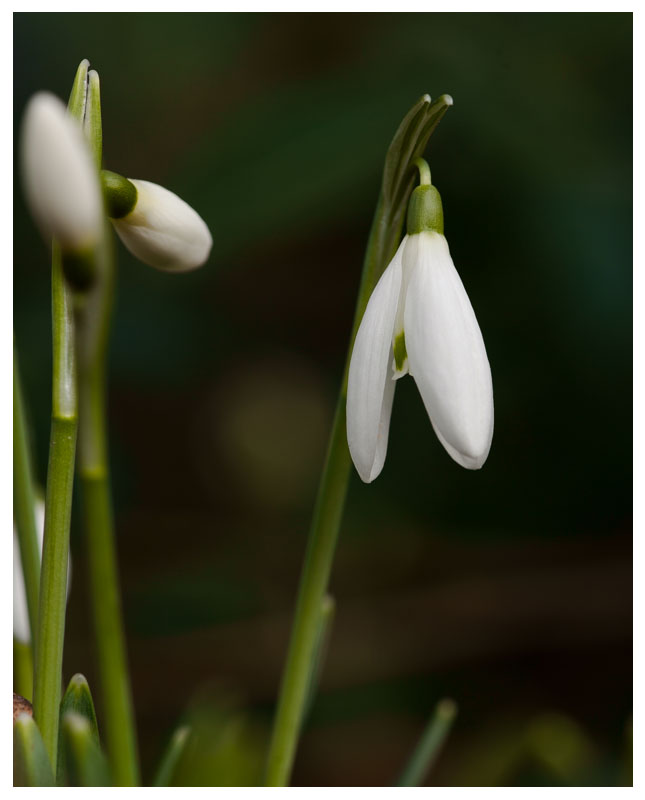 Galanthus nivalis 