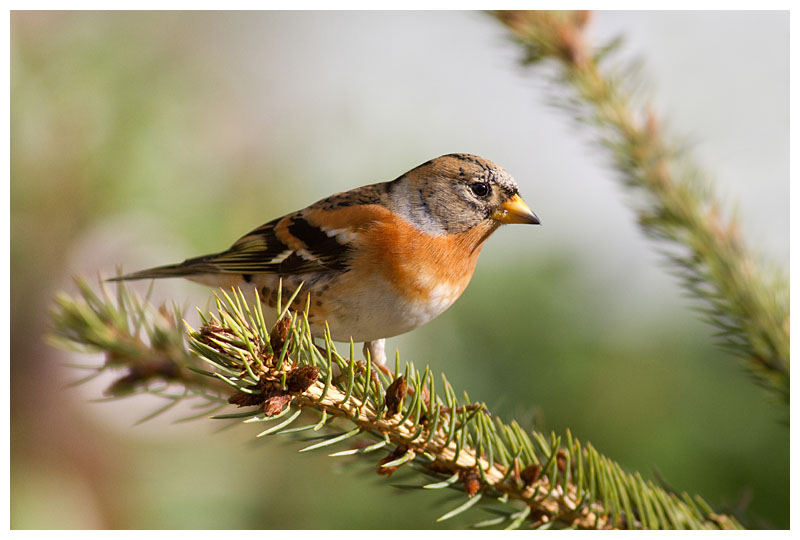 Brambling (female)