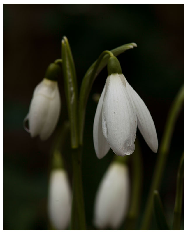 Galanthus nivalis 