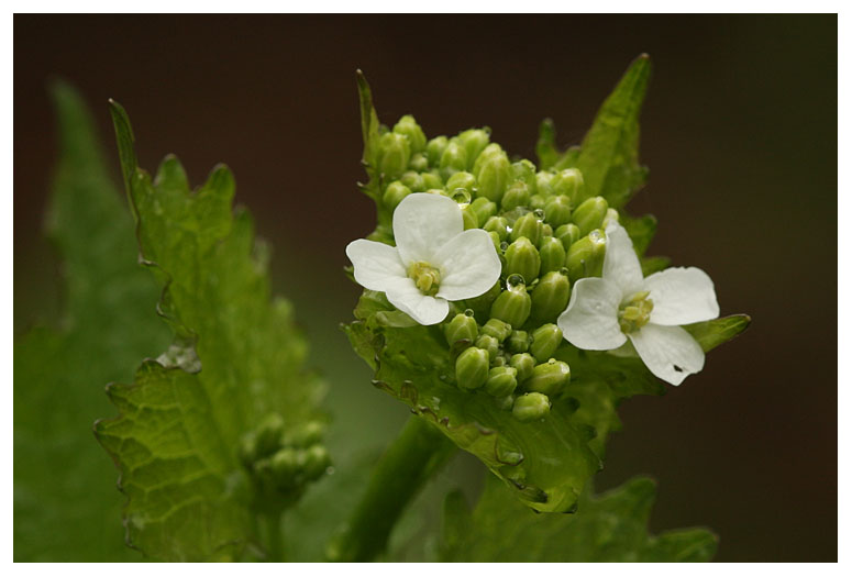 Alliaria petiolata