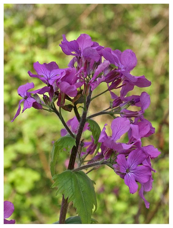 Lunaria annua