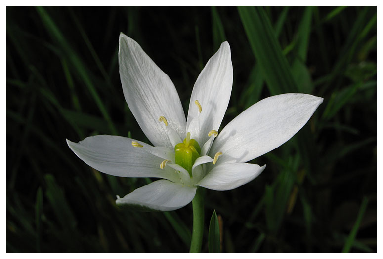 Ornithogalum umbellatum