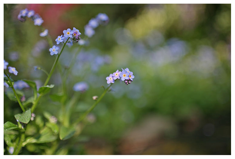 Myosotis arvensis