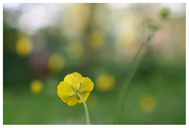 Ranunculus acris