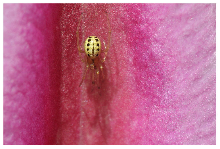 Enoplognatha ovata/latimana