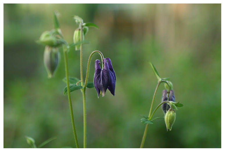 Aquilegia vulgaris hybr.