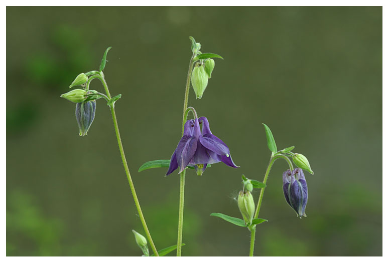 Aquilegia vulgaris hybr.