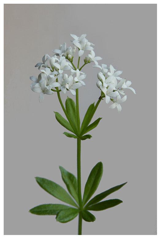 Galium odoratum