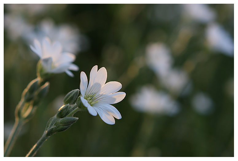 Cerastium tomentosum