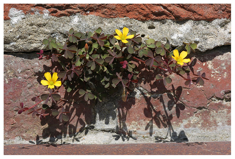 Oxalis corniculata