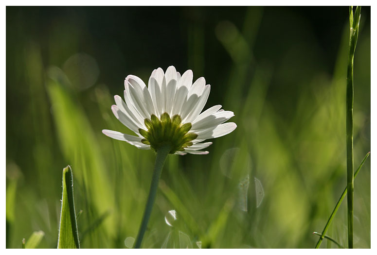 Bellis perennis